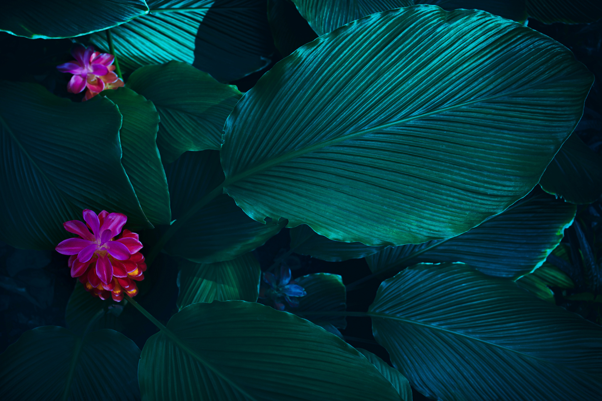 tropical flower on dark background